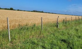 16 ha. agrícolas Dto Uruguay